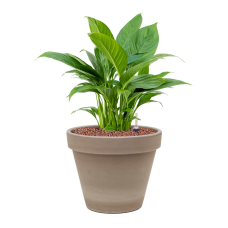 Spathiphyllum 'Gokyo' in Terra Cotta