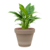 Растение в кашпо Spathiphyllum 'Gokyo' in Terra Cotta