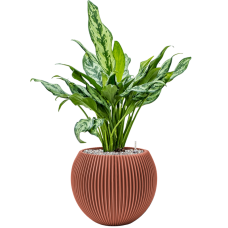 Aglaonema 'Miss Julliete' in Capi Nature Groove Special