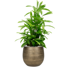 Dracaena surculosa in Ryan