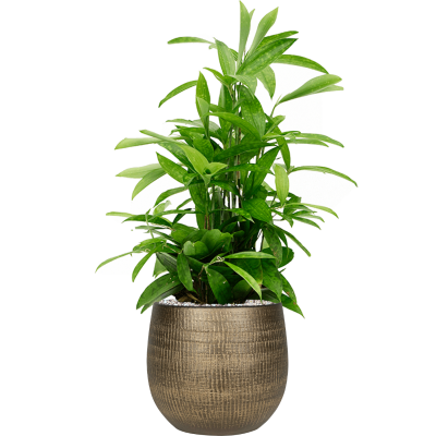 Растение в кашпо Dracaena surculosa in Ryan