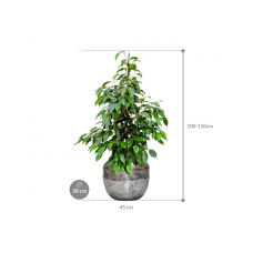 Ficus benjamina 'Danielle' in Baq Opus Raw