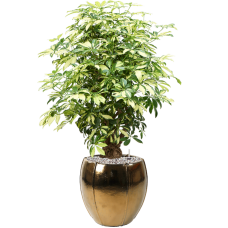 Schefflera arboricola 'Trinette' in Moda