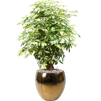 Растение в кашпо Schefflera arboricola 'Trinette' in Moda