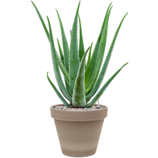 Aloe vera barbadensis in Terra Cotta