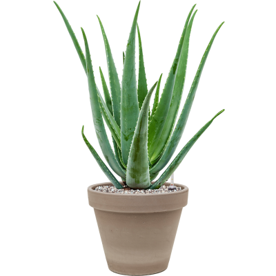 Растение в кашпо Aloe vera barbadensis in Terra Cotta