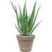 Растение в кашпо Aloe vera barbadensis in Terra Cotta