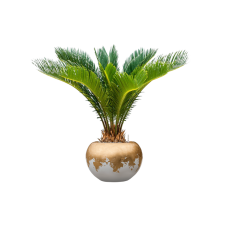 Cycas revoluta in Baq Luxe Lite Glossy