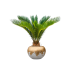 Растение в кашпо Cycas revoluta in Baq Luxe Lite Glossy