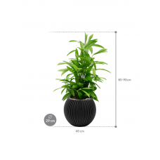 Dracaena surculosa in Capi Nature Groove