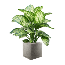 Dieffenbachia seguine 'Maroba' in Grigio