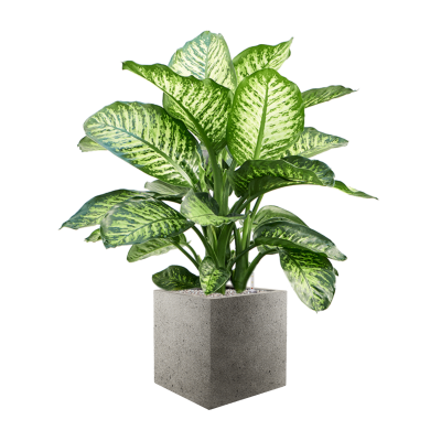 Растение в кашпо Dieffenbachia seguine 'Maroba' in Grigio