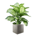 Растение в кашпо Dieffenbachia seguine 'Maroba' in Grigio