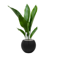 Aspidistra elatior in Capi Nature Groove