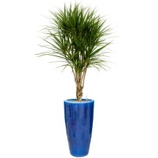 Dracaena marginata in Plain