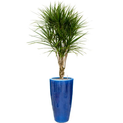 Растение в кашпо Dracaena marginata in Plain