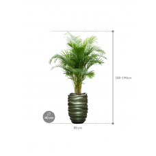 Dypsis (Areca) lutescens in Baq Gradient Lee