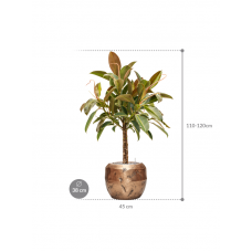 Ficus elastica 'Melany' in Baq Opus Raw