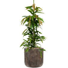 Ficus binnendijkii 'Amstel King' in Baq Luxe Lite Universe