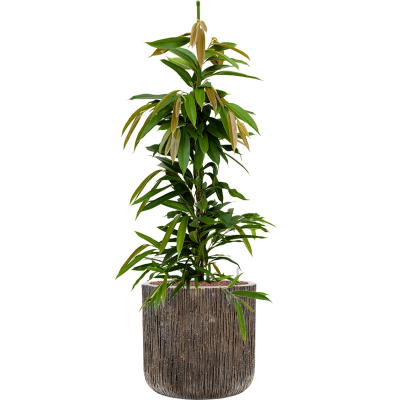 Растение в кашпо Ficus binnendijkii 'Amstel King' in Baq Luxe Lite Universe