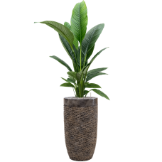 Spathiphyllum 'Sensation' in Baq Luxe Lite Universe Layer