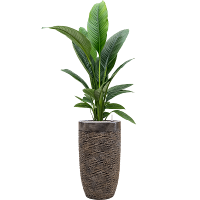 Растение в кашпо Spathiphyllum 'Sensation' in Baq Luxe Lite Universe Layer