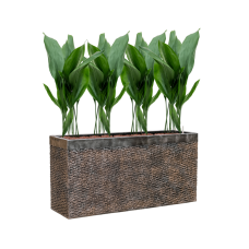 Aspidistra elatior in Baq Luxe Lite Universe Layer