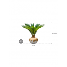 Cycas revoluta in Baq Luxe Lite Glossy