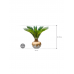 Растение в кашпо Cycas revoluta in Baq Luxe Lite Glossy