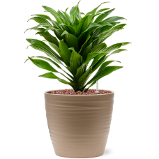 Dracaena fragrans 'Compacta' in Groove