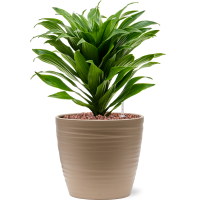 Растение в кашпо Dracaena fragrans 'Compacta' in Groove