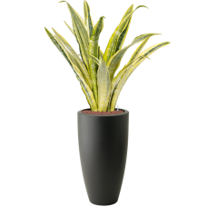 Sansevieria trifasciata 'Lauren' in Pure®