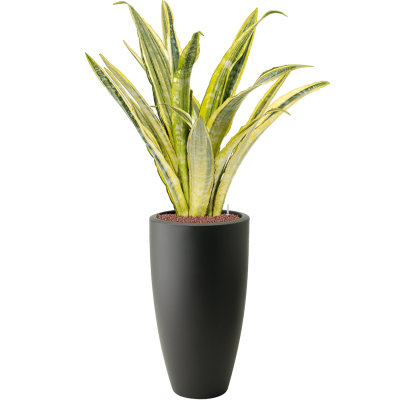 Растение в кашпо Sansevieria trifasciata 'Lauren' in Pure®