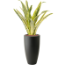 Растение в кашпо Sansevieria trifasciata 'Lauren' in Pure®