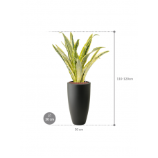 Sansevieria trifasciata 'Lauren' in Pure®