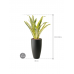 Растение в кашпо Sansevieria trifasciata 'Lauren' in Pure®