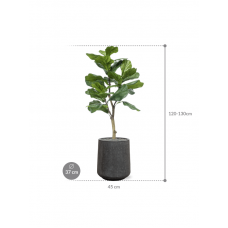 Ficus lyrata in Baq Raindrop