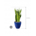 Растение в кашпо Sansevieria zeylanica in Plain