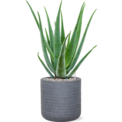 Растение в кашпо Aloe vera barbadensis in Baq Angle