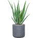 Растение в кашпо Aloe vera barbadensis in Baq Angle