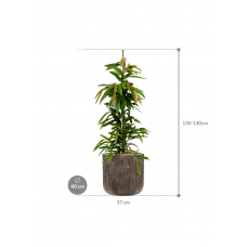 Ficus binnendijkii 'Amstel King' in Baq Luxe Lite Universe