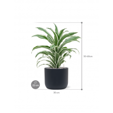 Dracaena fragrans 'White Jewel' in Baq Ease