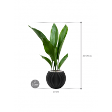 Aspidistra elatior in Capi Nature Groove