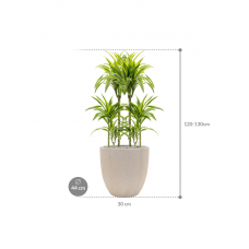 Dracaena fragrans 'Lemon Lime' in Baq Raindrop