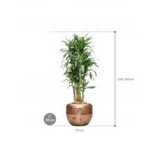 Dracaena fragrans 'Ulises' in Baq Opus Raw