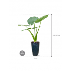 Alocasia macrorrhizos in Plain