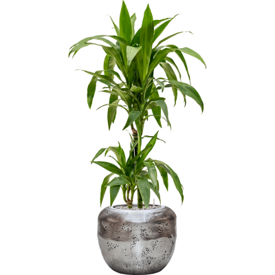 Растение в кашпо Dracaena fragrans 'Janet Craig' in Baq Opus Raw