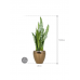 Растение в кашпо Sansevieria zeylanica in Amora