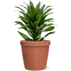 Dracaena fragrans 'Compacta' in Feliz