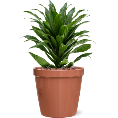 Растение в кашпо Dracaena fragrans 'Compacta' in Feliz